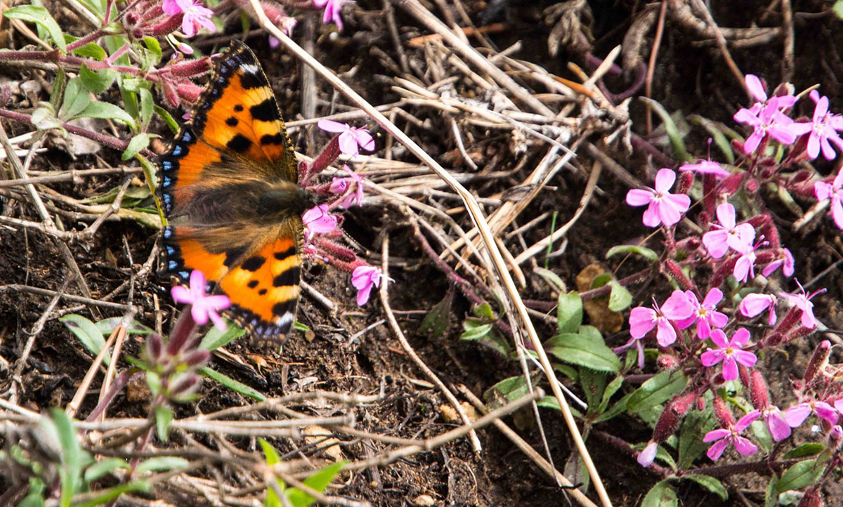 Vanessa delle ortiche (Aglais urticae)